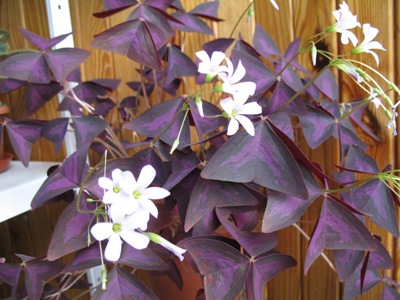 фиолет.оксалис