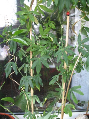 пассифлора