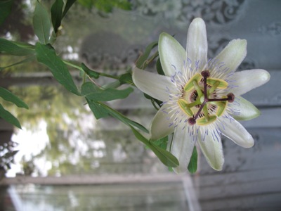 пассифлора