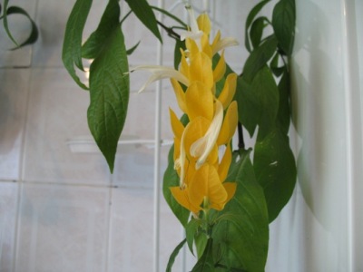 пахистахис