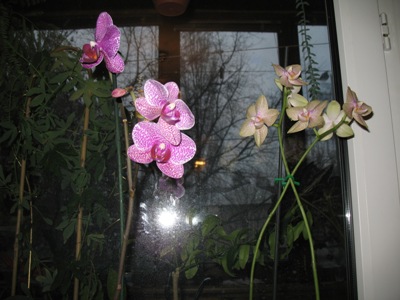 фаленопсисы