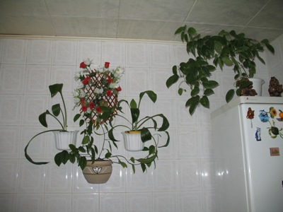 по бокам эухарисы в низу и на холод. клеродендрумы