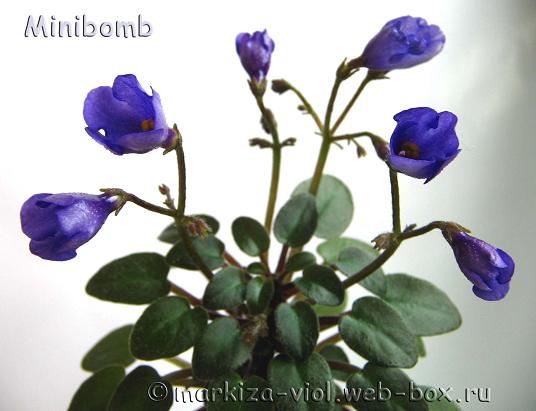 Minibomb1.JPG