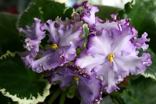 Midnight Flolic sport.jpg