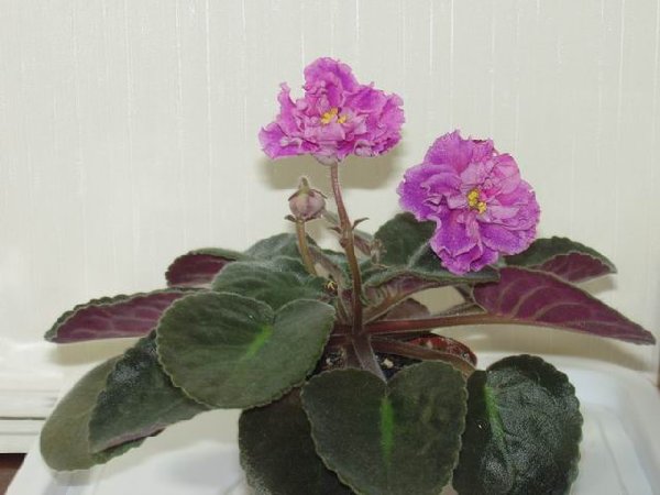 ЕК-Богиня Красоті