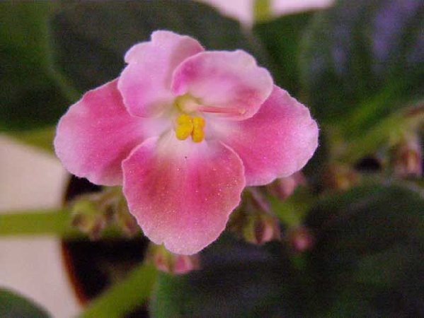 Mac's Will-o-the wisp 1.jpg