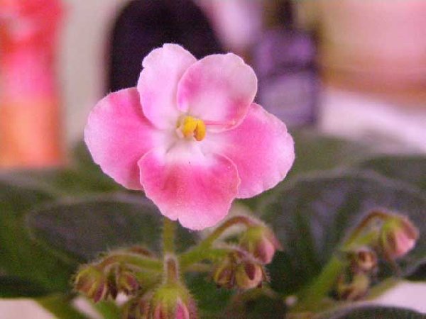 Mac's Will-o-the wisp .jpg