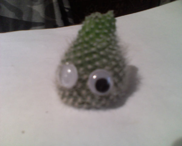 Моя бедняжка выглядит теперь вот так:-((