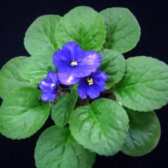 С.Прилуцкая -Весенний гром