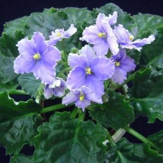 Optimara Ever Praise