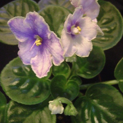 Island Hideaway (Sorano)