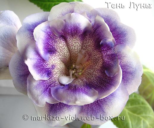 Shadow of the Moon12.JPG