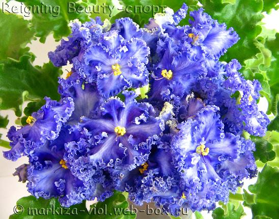 Reigning Beauty-спорт.JPG