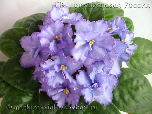 -Голубоглазая Россия1.JPG