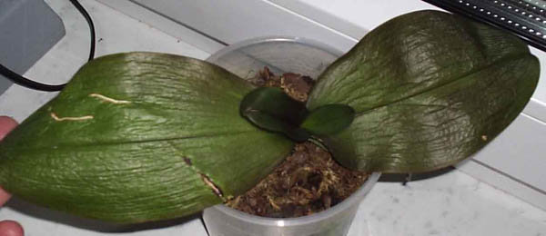 старые листы убиты. Молодой лист, который еще был из магазина, прекратил рост, активно растет новый листик :)