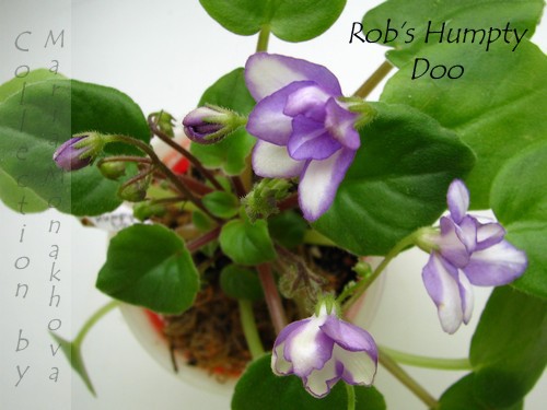 Rob's Humpty Doo.JPG