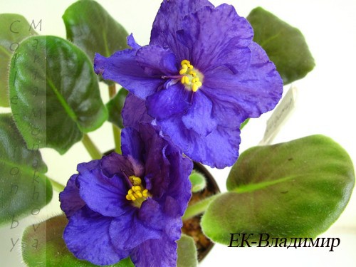 - Владимир.JPG