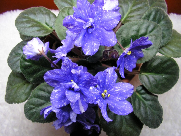 RAINBOW'S QUIET RIOT.jpg