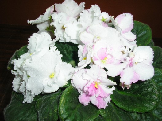 LYON'S SPRING SNOW.jpg