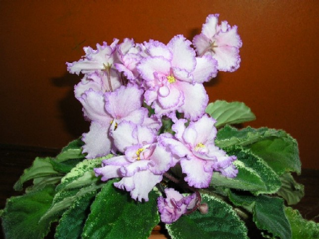 FREDETTE'S RISEN STAR.jpg