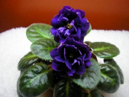 Эк - черная жемчужина