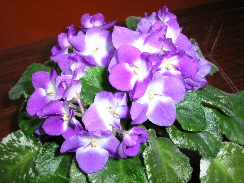 SUGAR PLUM DREAM.jpg