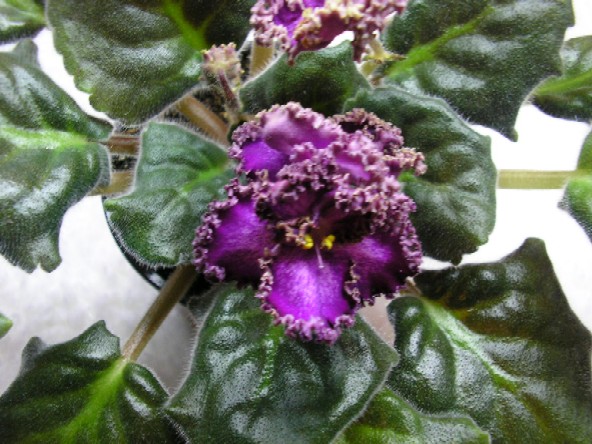 Платье императрицы