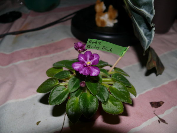 Тоже ищем, но надеемся на Лору.