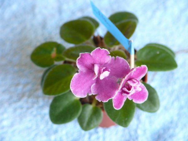 Это Султан, ищем, кто приютит.