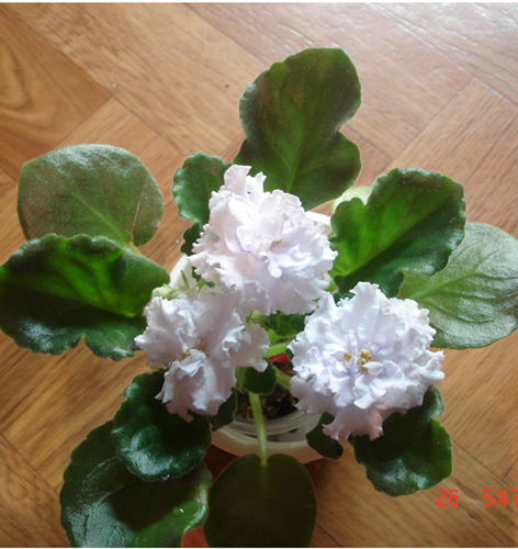 ЕК-Снежное Кружево . Понравилась и розетка и цветы.