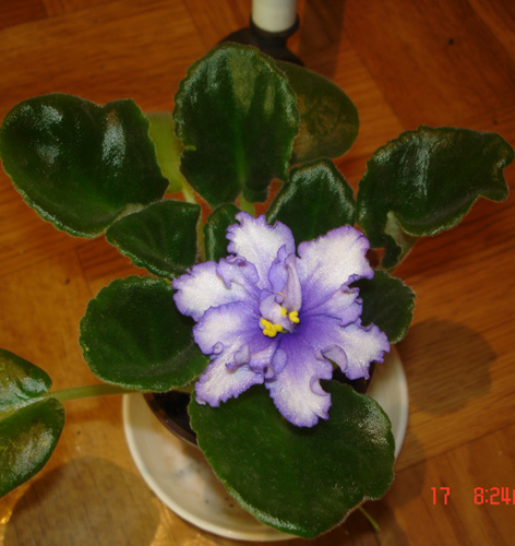 Первое цветение пришлось ждать очень долго. Интересно, это только у меня так?