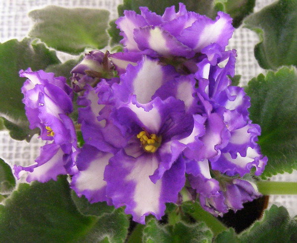 Iceberg Химера.jpg