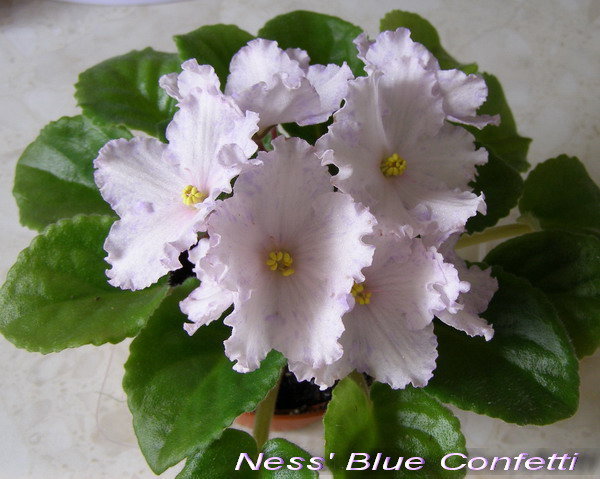 Ness Blue Confetti.jpg