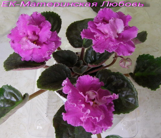 -Материнская Любовь4.jpg