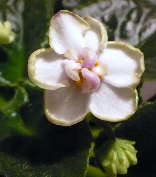 .jpg (77.22 КБ) 3210 просмотров новобрачная