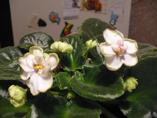 075.jpg (76.42 КБ) 3206 просмотров кто это?