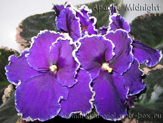 Apache Midnight2.JPG