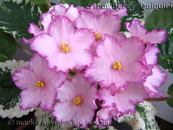 Strawberry Daiquiri2.JPG