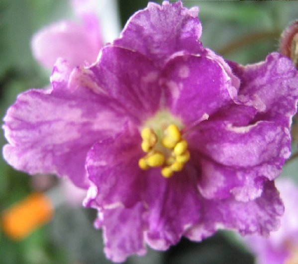 Настоящий цвет где-то между этими двумя кадрами