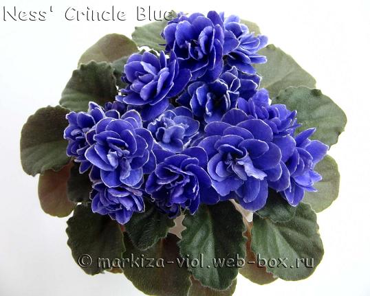 Ness' Crincle Blue1.JPG