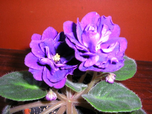 -ЧЕРНАЯ ЖЕМЧУЖИН.jpg