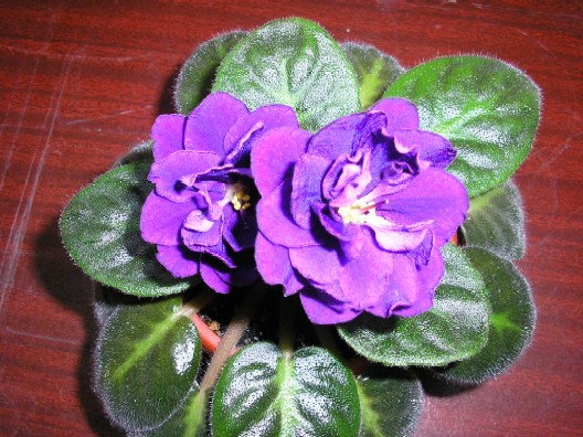 -черная жемчужина.jpg