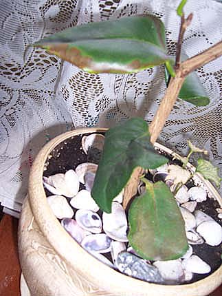 это первый кустик :(