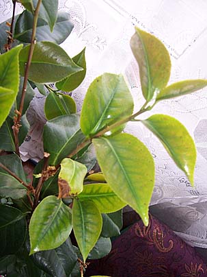 а такой вид у второго.