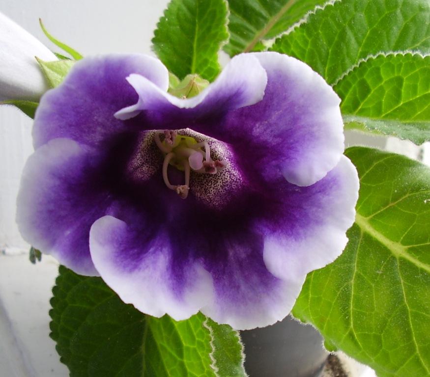 Цветочек глоксинии поближе