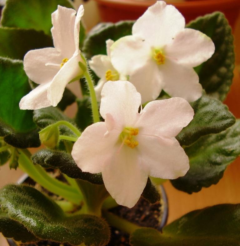 А теперь такою стала