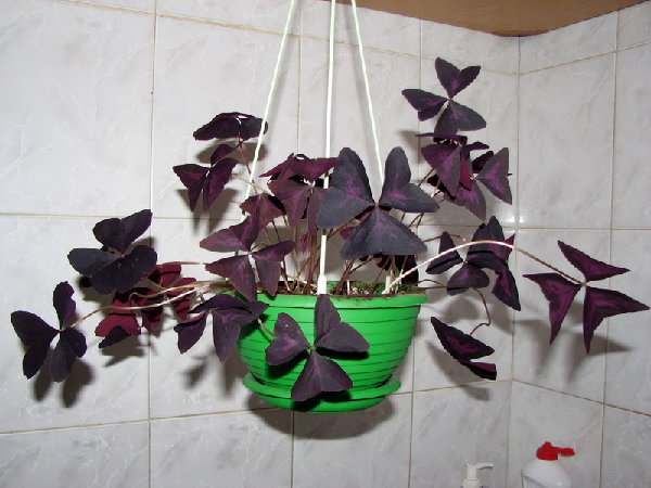 Oxalis.jpg