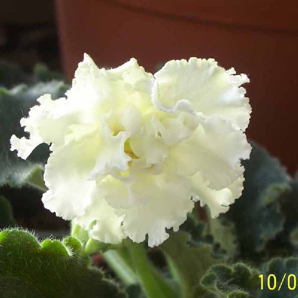 Вологодские кружева