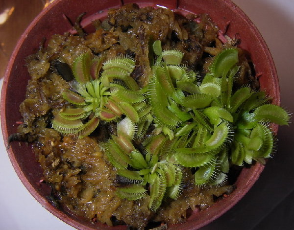 Они-же 01.02.2008 г