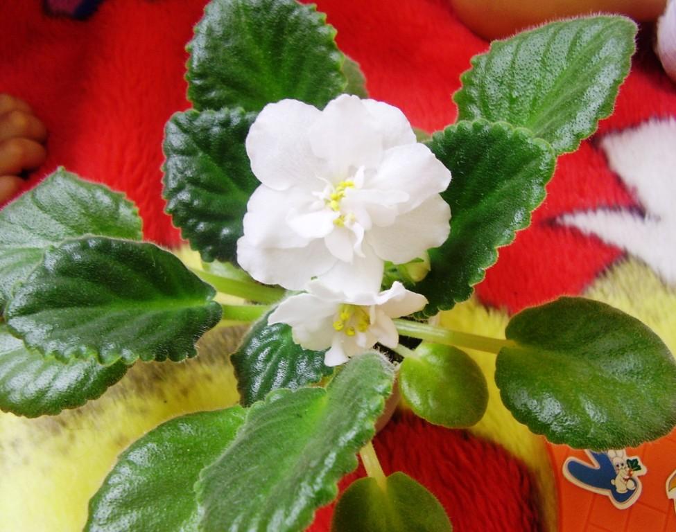 Вот такая она была осенью